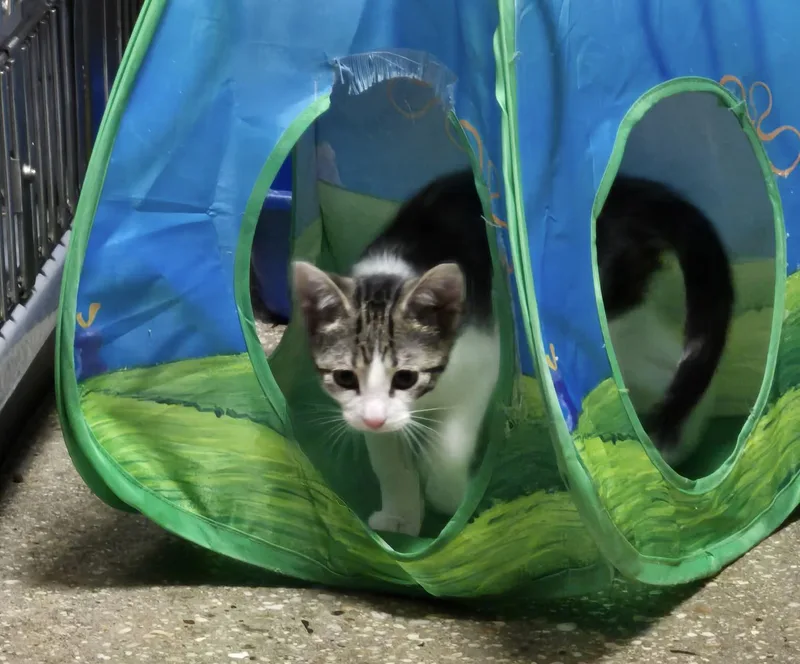 A baby medium-sized male Tabby (Brown / Chocolate) Domestic Short Hair cat named Chewie for adoption in Wantagh, NY