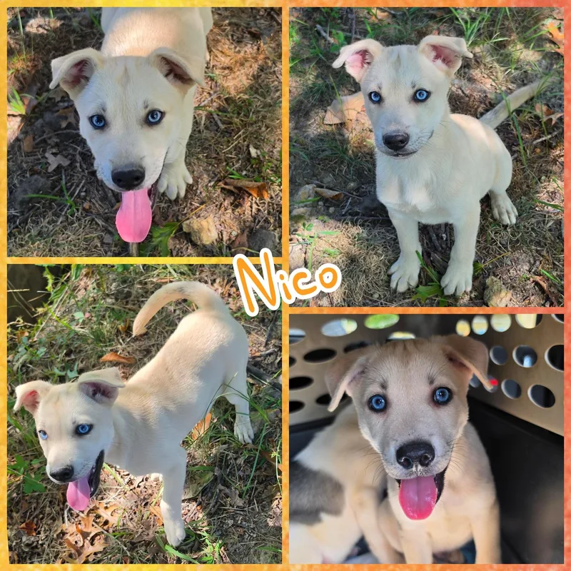 A baby medium-sized male Husky dog named Nico for adoption in Blacksburg, SC