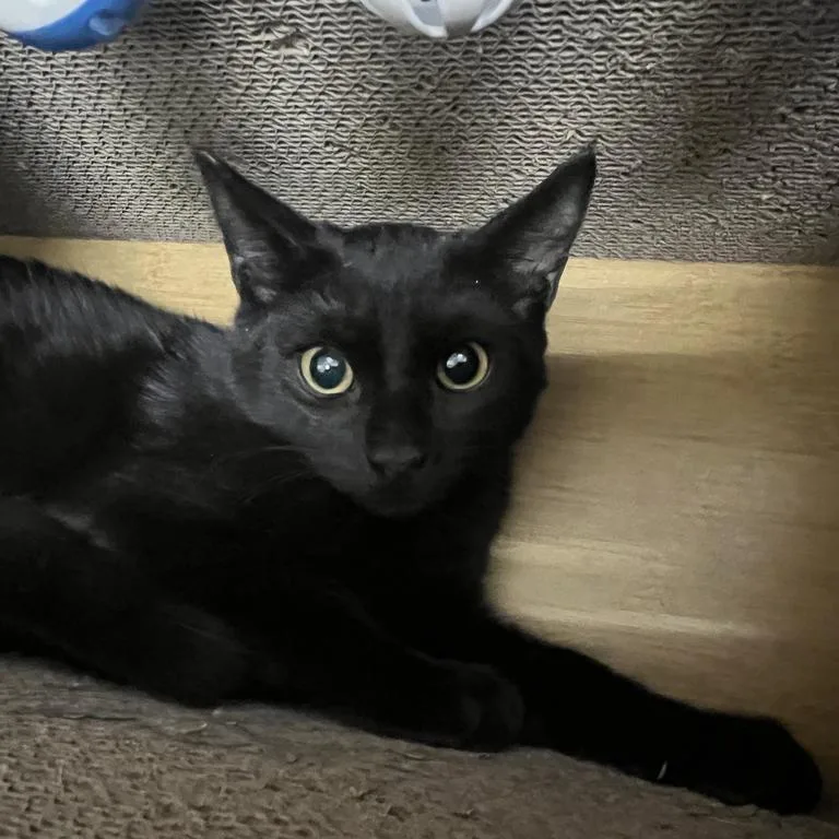 A young medium-sized male Black Domestic Short Hair cat named Drew for adoption in Las Vegas, NV
