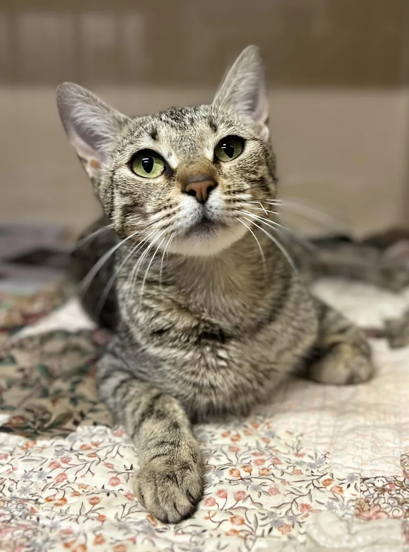 An adult medium-sized female Domestic Short Hair cat named Mare for adoption in Clarkesville, GA