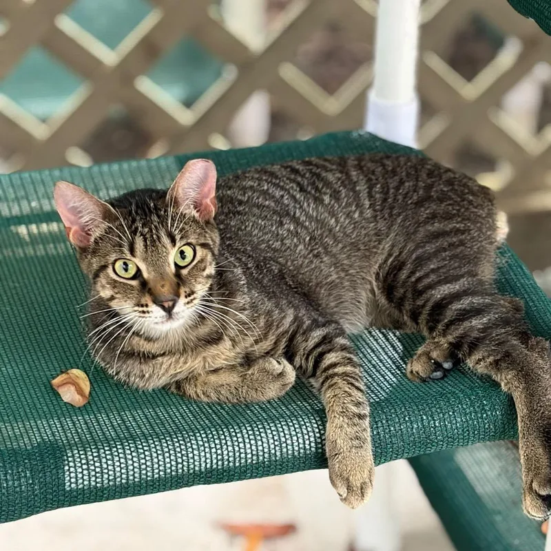 A young medium-sized male Brown / Chocolate Domestic Short Hair cat named Mason for adoption in Lauderhill, FL