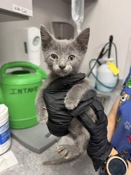 A baby small-sized male Domestic Short Hair cat named Billy for adoption in Sevierville, TN