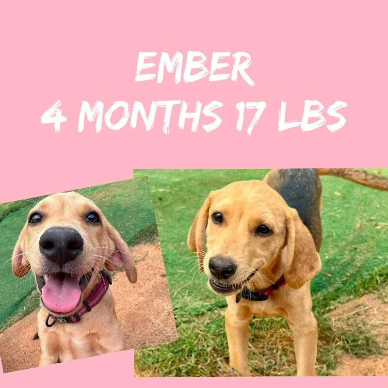 Ember