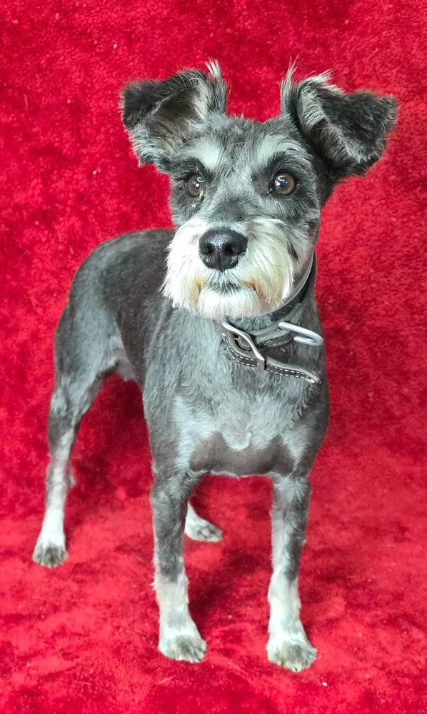 An adult small-sized female Gray / Blue / Silver Schnauzer dog named Cherry for adoption in Manhattan, NY
