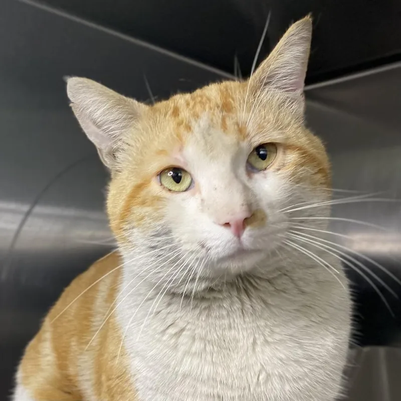 An adult extra large-sized male Orange / Red Domestic Short Hair cat named Orango for adoption in Palm Springs, CA