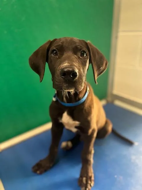 A baby small-sized male Labrador Retriever dog named Joe Dimaggio for adoption in Visalia, CA