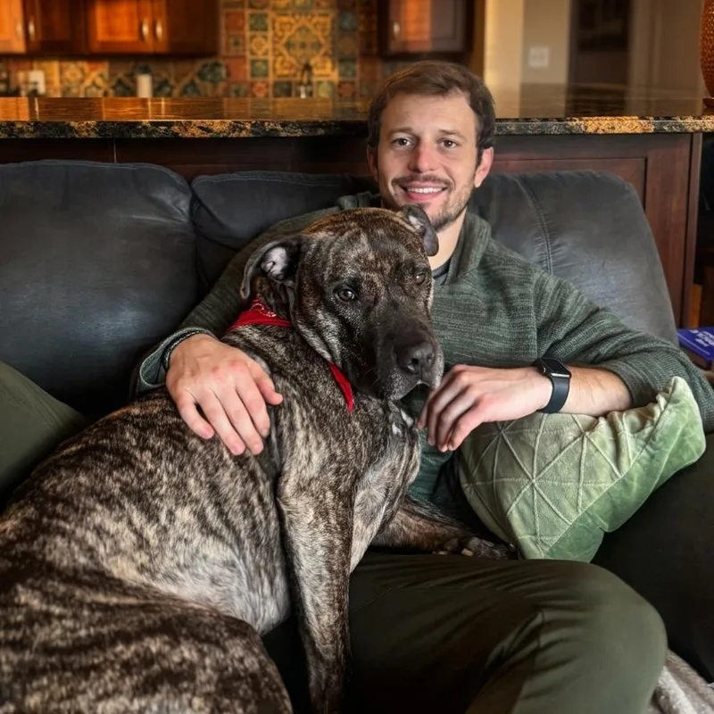 An adult large-sized male Brindle Mixed Breed dog named Tiger for adoption in Wheeling, IL