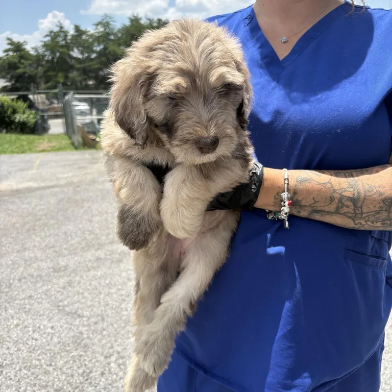 A baby large-sized female Apricot / Beige Poodle dog named Sheepadoodle for adoption in Jefferson city, TN