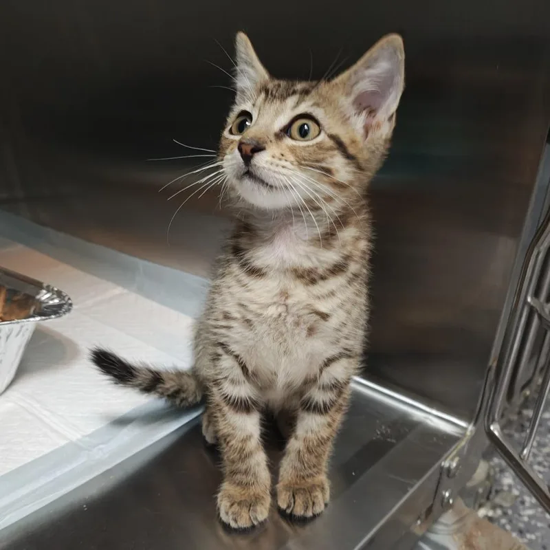 A young medium-sized male Tabby (Brown / Chocolate) Domestic Short Hair cat named Pesto for adoption in Parkland, FL