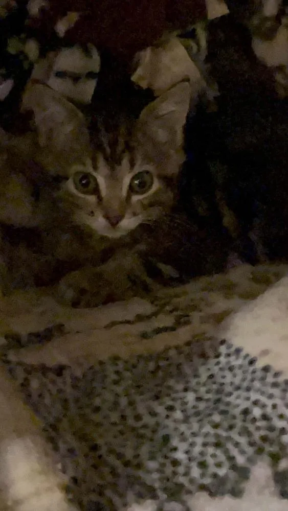 A baby small-sized male Domestic Short Hair cat named Storm Bon for adoption in Peoria, IL