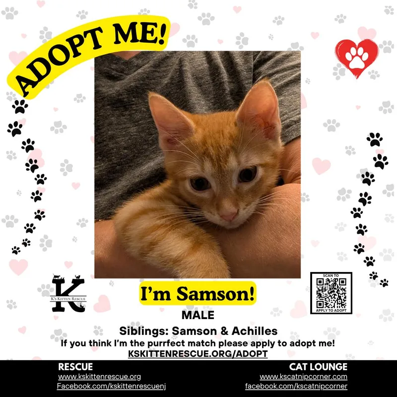 A baby medium-sized male Tabby (Orange / Red) Domestic Short Hair cat named Samson for adoption in Brick, NJ