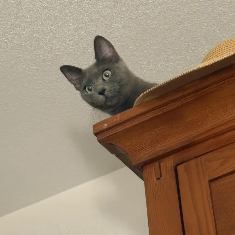 A baby medium-sized female Gray / Blue / Silver Russian Blue cat named Sheba for adoption in Fresno, CA