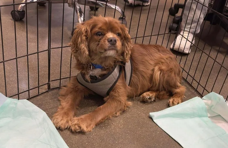 Cavalier  Stormy thumbnail 2