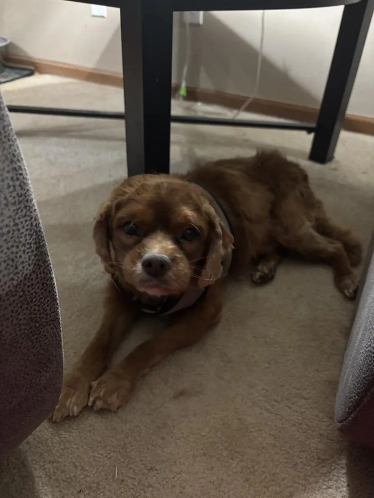 Cavalier  Stormy thumbnail 4