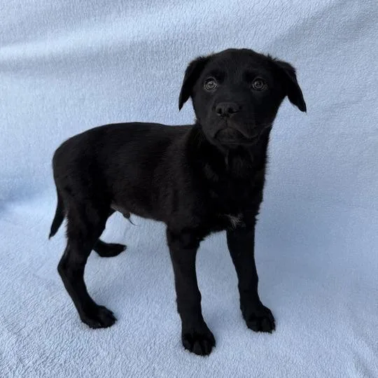 A baby small-sized male Black Labrador Retriever dog named Squid for adoption in Carencro, LA