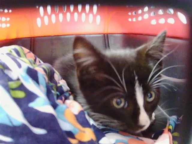 A baby small-sized male Domestic Short Hair cat named Frodo for adoption in Charlotte, NC