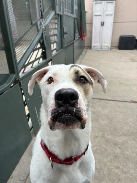 A young large-sized male Pit Bull Terrier dog named Kobe for adoption in San Diego, CA