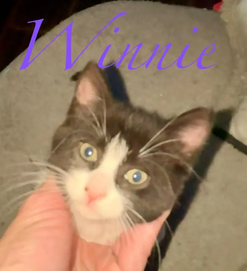A baby small-sized female American Shorthair cat named Pumpkin & Winnie for adoption in New Bedford, MA