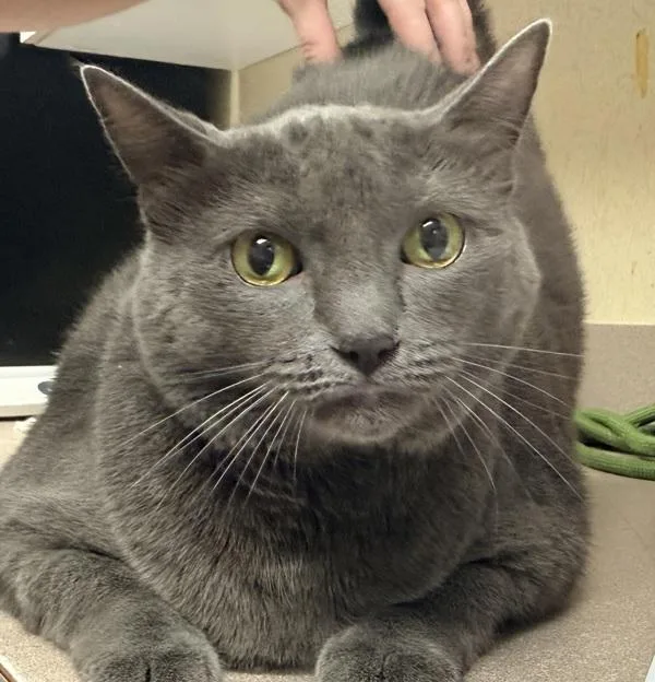 An adult small-sized female Domestic Short Hair cat named Pebbles for adoption in Salisbury, MD