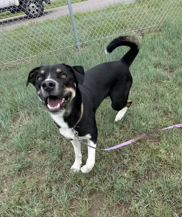 An adult large-sized male Mixed Breed dog named Polo for adoption in Great Falls, MT