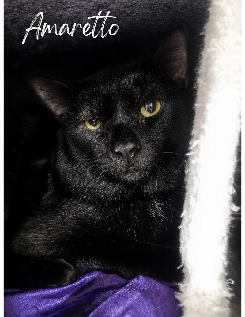 An adult large-sized male Black Domestic Short Hair cat named Amaretto for adoption in Greensburg, PA