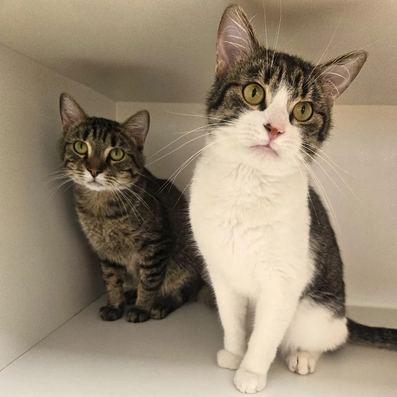 An adult medium-sized male Brown / Chocolate Domestic Short Hair cat named Vato Gato for adoption in Champaign, IL