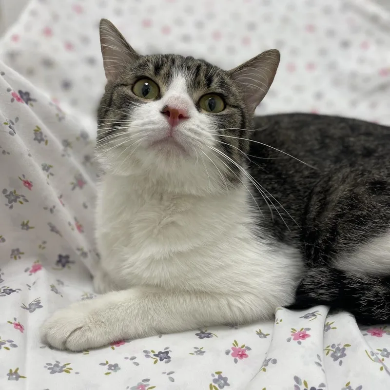 Vato Gato thumbnail 4