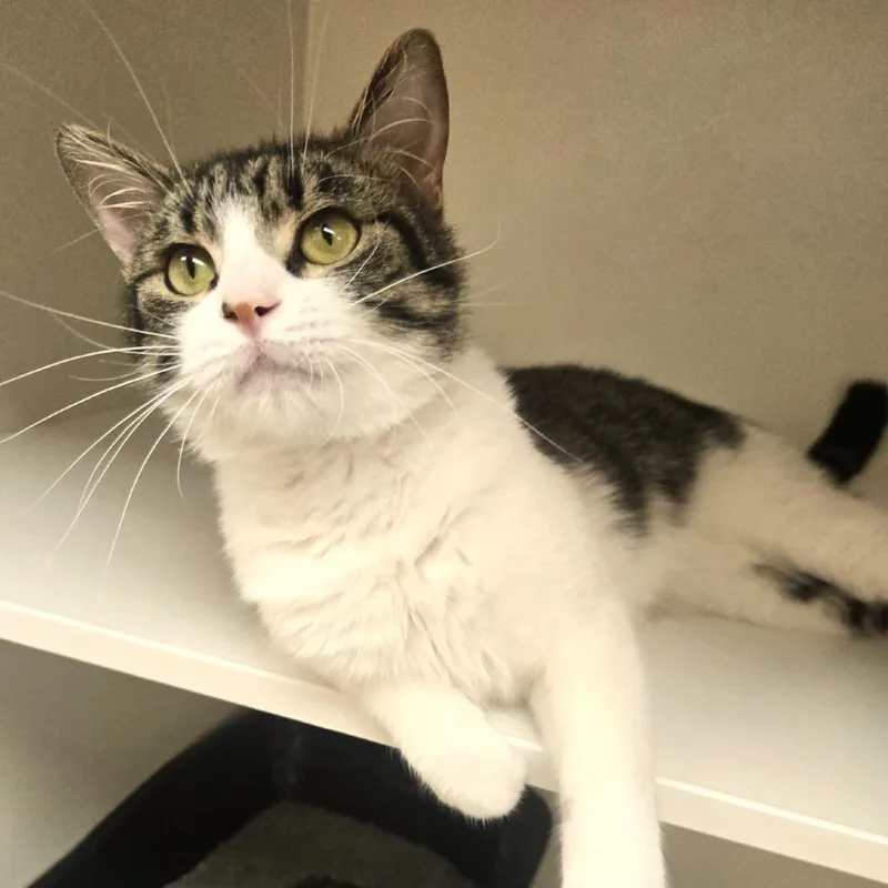 Vato Gato thumbnail 5