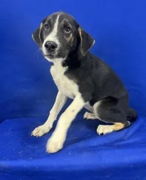 A baby medium-sized male Mixed Breed dog named Velociraptor for adoption in Ruston, LA