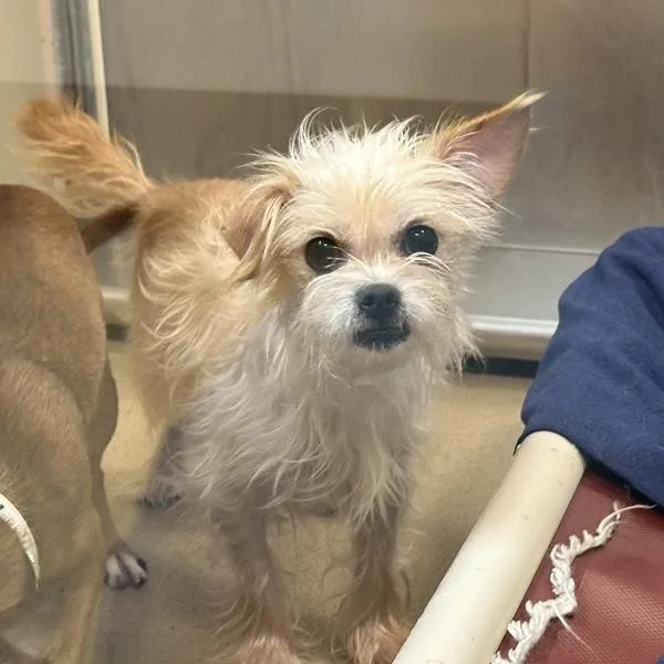 An adult small-sized male Terrier dog named Iceman for adoption in Walnut Creek, CA