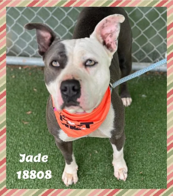An adult medium-sized female Gray / Blue / Silver American Bully dog named Jade for adoption in Marietta, GA