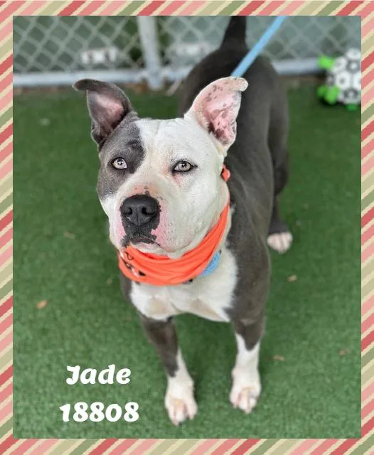 Jade thumbnail 3