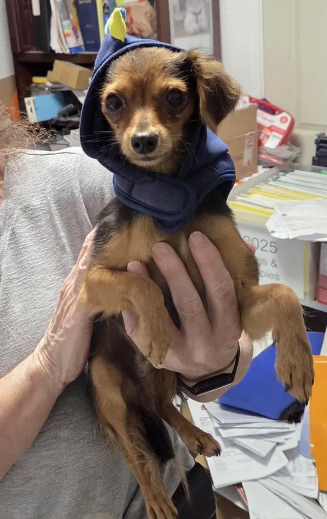 A young small-sized male Chihuahua dog named Paco for adoption in Pahrump, NV