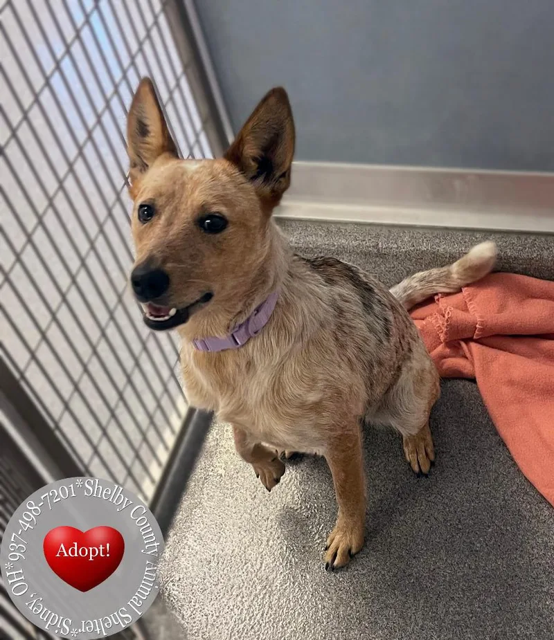A young medium-sized female Cattle Dog dog named Bambi Yrly for adoption in Sidney, OH