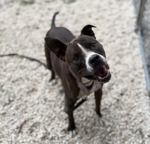 An adult large-sized male Mixed Breed dog named Atlas for adoption in Pensacola, FL
