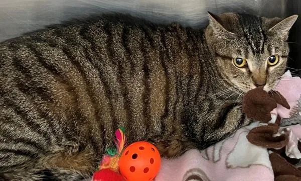 An adult medium-sized female Domestic Short Hair cat named Verrazano for adoption in Staten Island, NY