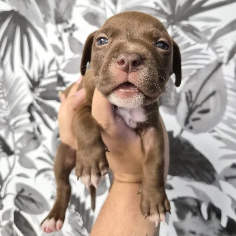 A baby medium-sized female Brown / Chocolate Basset Hound dog named Roulette for adoption in Wahiawa, HI