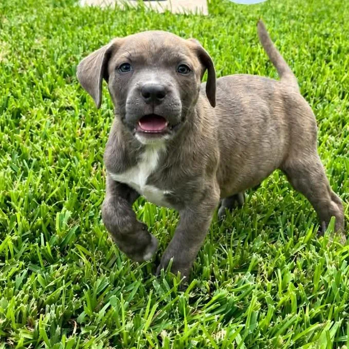 A baby small-sized male Cane Corso dog named Gunner for adoption in Odessa, TX