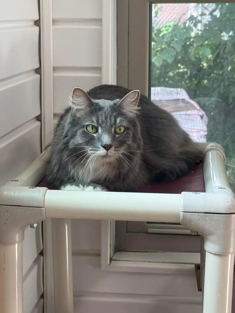 A senior medium-sized male Domestic Short Hair cat named Ash for adoption in Marion, OH