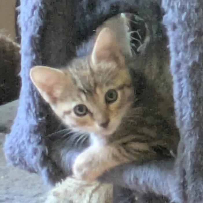 A baby small-sized female Calico Domestic Short Hair cat named Cutie for adoption in Fort Lauderdale, FL