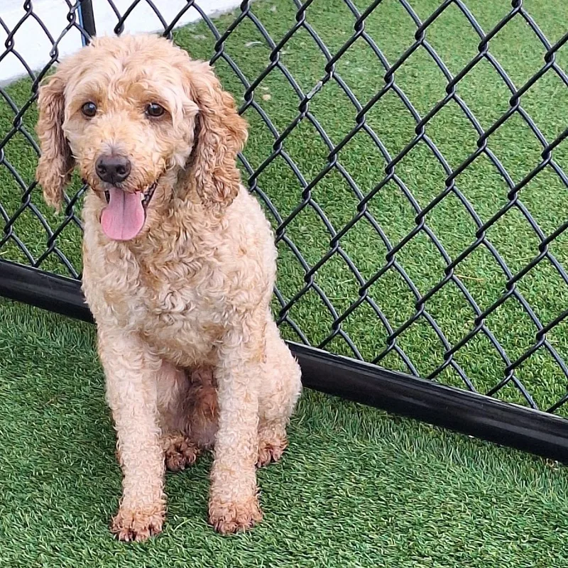 An adult small-sized male White / Cream Poodle dog named Benny Blanc for adoption in LOXAHATCHEE, FL