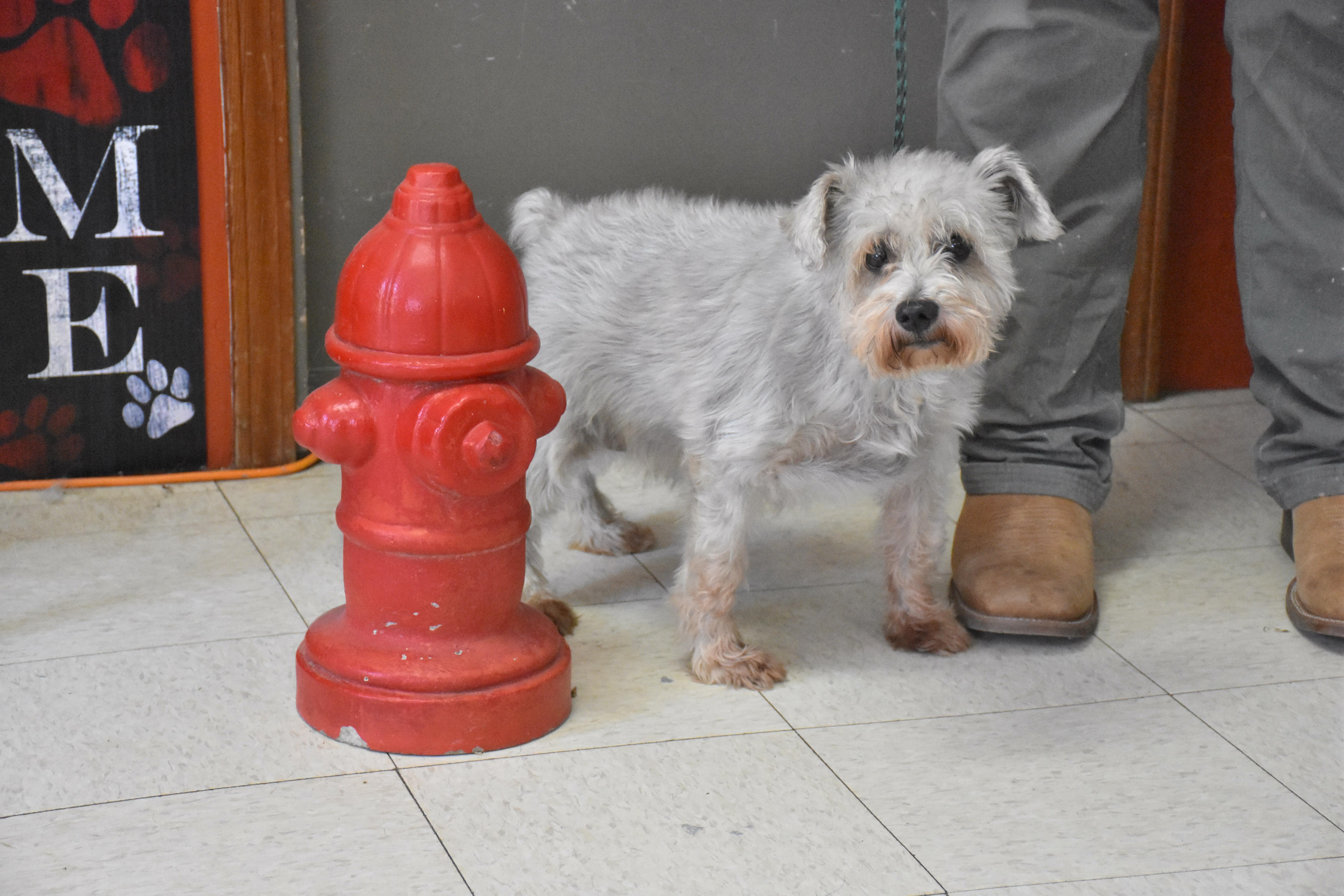 A senior small-sized male Gray / Blue / Silver Miniature Schnauzer dog named Kiley for adoption in North Judson, IN