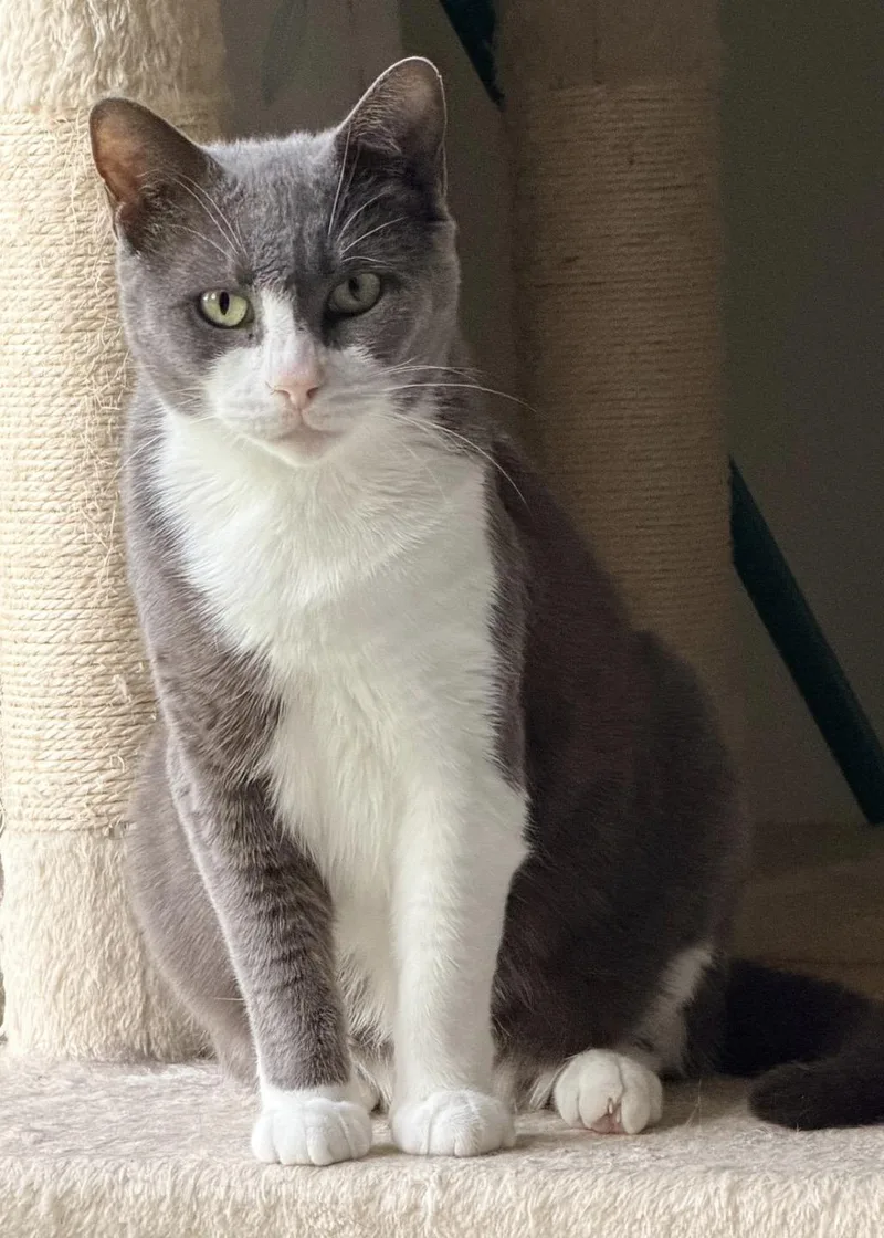 A young small-sized female Gray / Blue / Silver Domestic Short Hair cat named Swisher Sweet for adoption in Homestead, FL