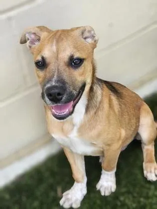 A baby medium-sized male Mixed Breed dog named Chili Cheese for adoption in Savannah, GA