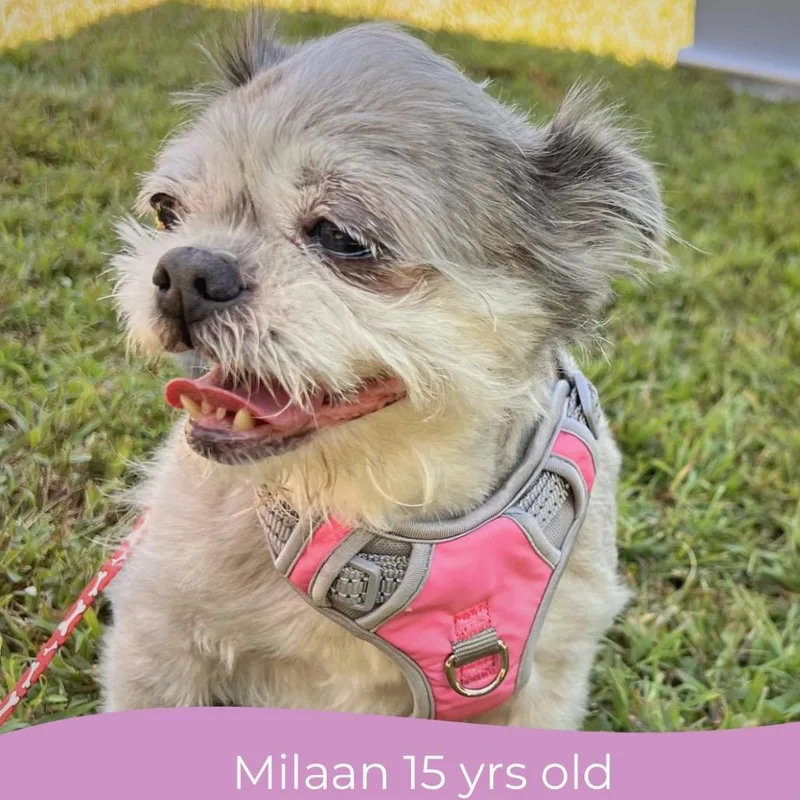 A senior small-sized female Gray / Blue / Silver Brussels Griffon dog named Milaan for adoption in Parkton, MD