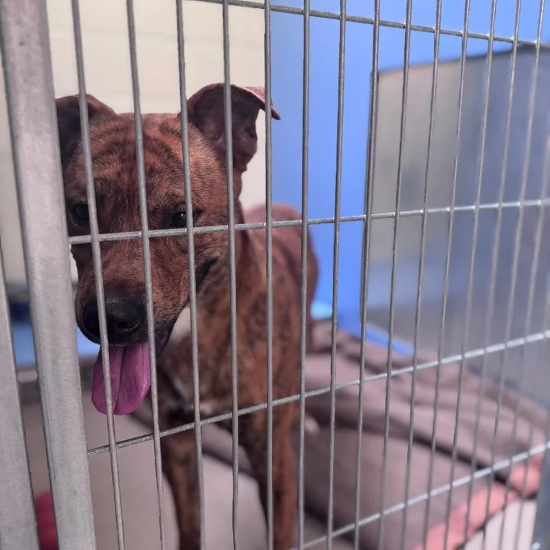 A young medium-sized male Brindle Mixed Breed dog named Tony The Tiger for adoption in South Haven, MI