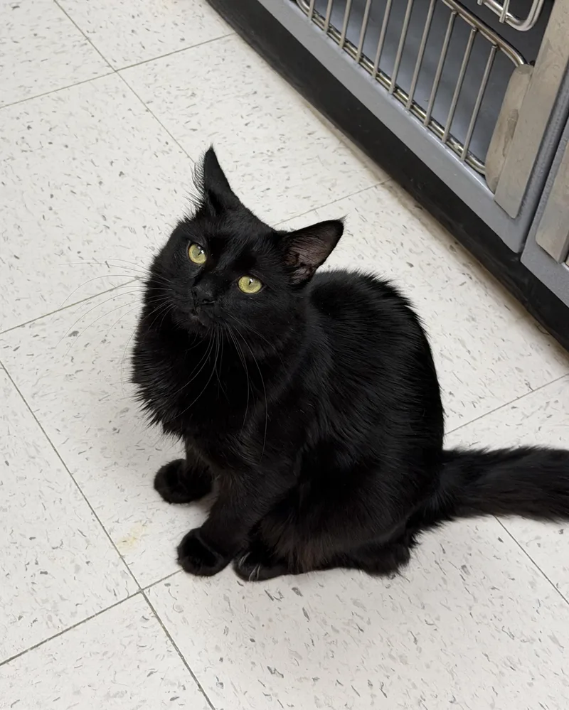 A young medium-sized male Domestic Short Hair cat named Boden for adoption in Salem, NH