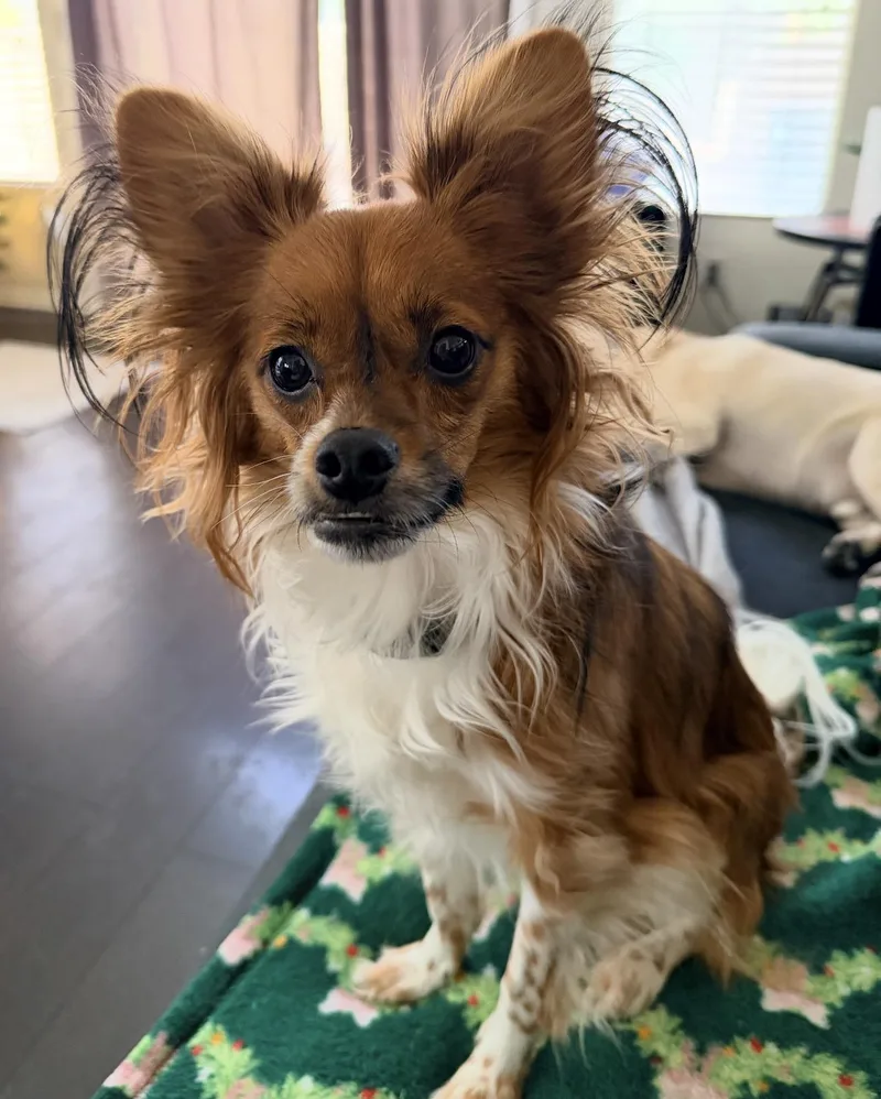 A young small-sized male Papillon dog named Dasher for adoption in Henderson, NV