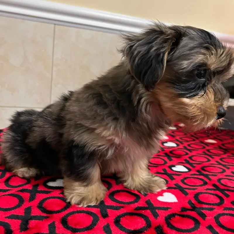 A baby small-sized male Yorkshire Terrier dog named Gibson for adoption in Bartonsville, PA