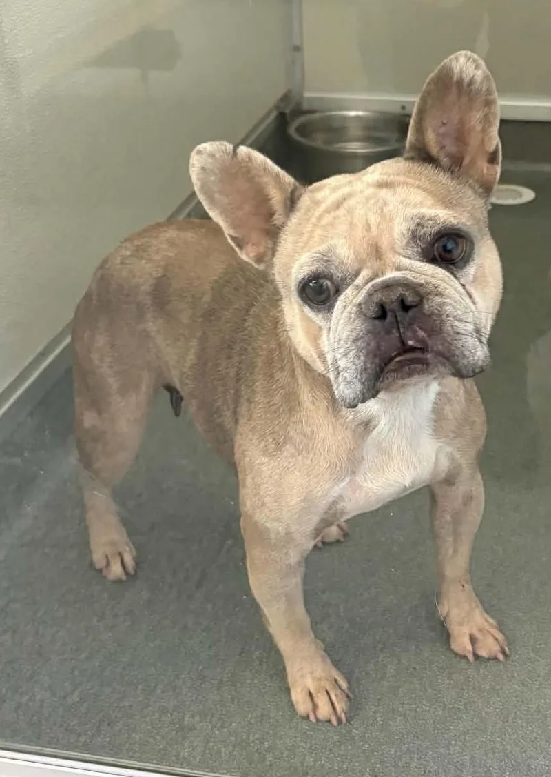 A young small-sized female French Bulldog dog named Brownie for adoption in Las Vegas, NV